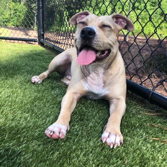 Meet your Posher, Sierra - Picture 12 of 12